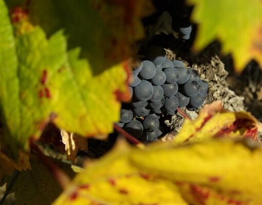 Malbec à maturité