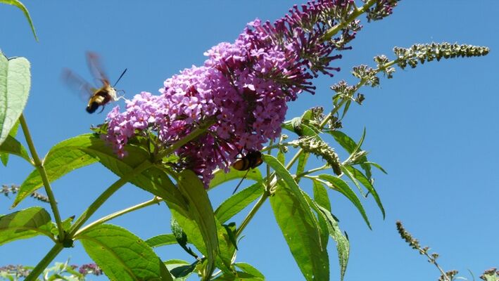 ChateauLacomté_Fleur
