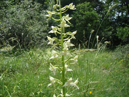 ChateauLacomté_Orchidées
