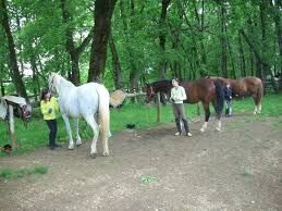 Chevaux