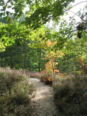 Lavercantière - Chemin au Milieu de la Bruyère