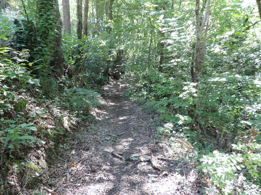 Chemin forestier