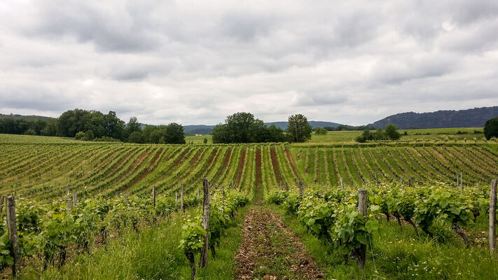Combel de Langle - vignes_08 © Lot Tourisme - C. Sanchez