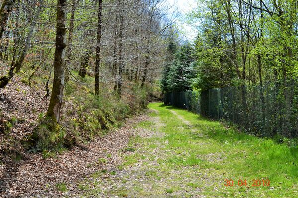 Chemin autour sous-bois
