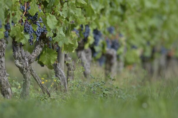 Domaine Rességuier