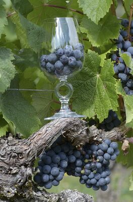 Domaine Rességuier
