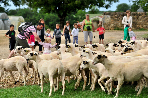 Découverte des moutons à lunettes du Quercy_04 © Lot Tourisme - C. ORY