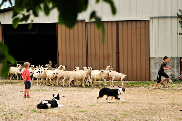Découverte des moutons à lunettes du Quercy_02 © Lot Tourisme - C. ORY