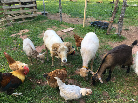 Domaine-coq-rouge-Colonges -mini-ferme