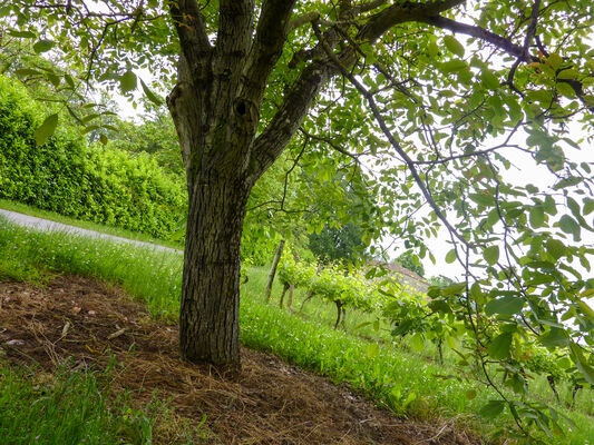 Entre noyers et vignes_07 © Lot Tourisme - C. Sanchez