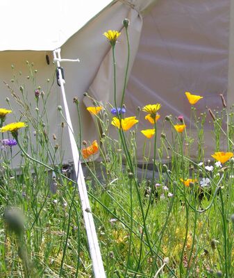 Espace Champetre - St Sylvain-fleurs-tente