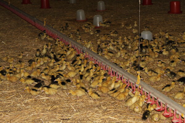 FERME DE TANDOUNET EXT