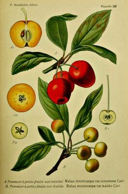 Fête de la Pomme