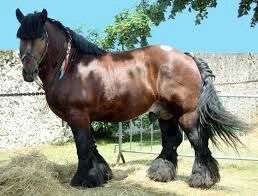 cheval de trait