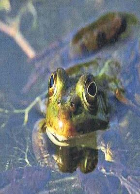 Fréquence grenouille