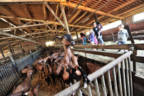 Ferme-Auberge du Mas de Thomas à St-Sulpice_05 © Lot Tourisme - C. ORY