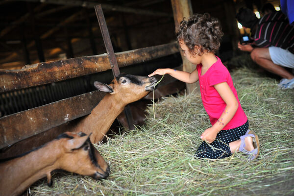 Ferme-Auberge du Mas de Thomas à St-Sulpice_07 © Lot Tourisme - C. ORY