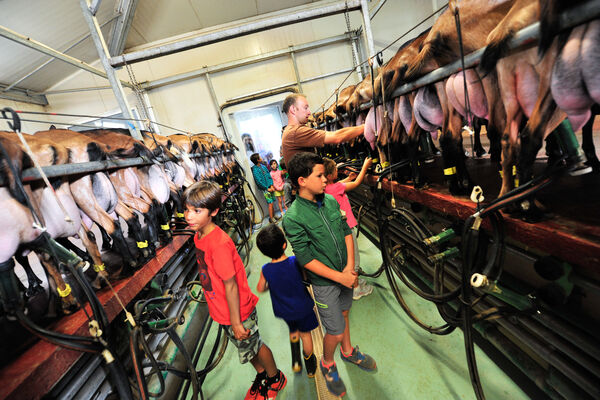 Ferme-Auberge du Mas de Thomas à St-Sulpice_10 © Lot Tourisme - C. ORY