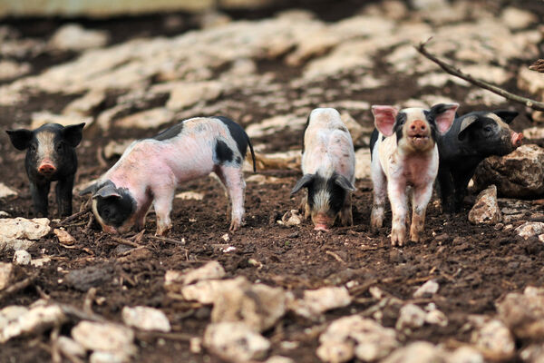 Ferme-Auberge du Mas de Thomas à St-Sulpice_12 © Lot Tourisme - C. ORY