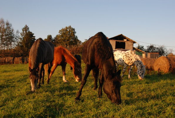 Ferme équestre de Caffoulens - Bagnac sur Célé