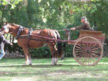 FermeEquestreRocamadour_cheval&caleche