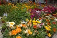 Foire aux fleurs