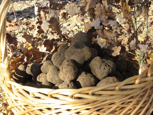 La ferme de la Truffe 2018 OK