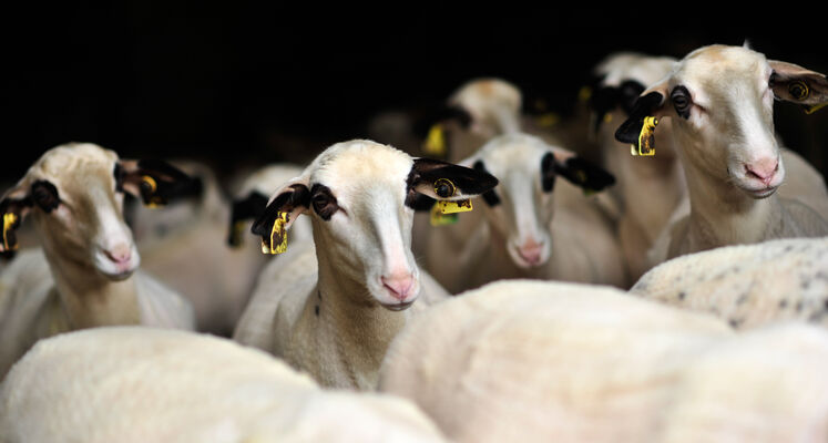 Les moutons à lunettes du Quercy_05 © Lot Tourisme - C. ORY