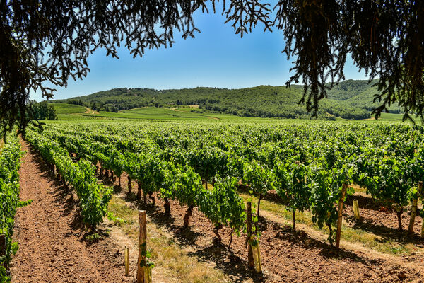 Les vignes du Clos Triguedina_07 © Lot Tourisme - C. ORY