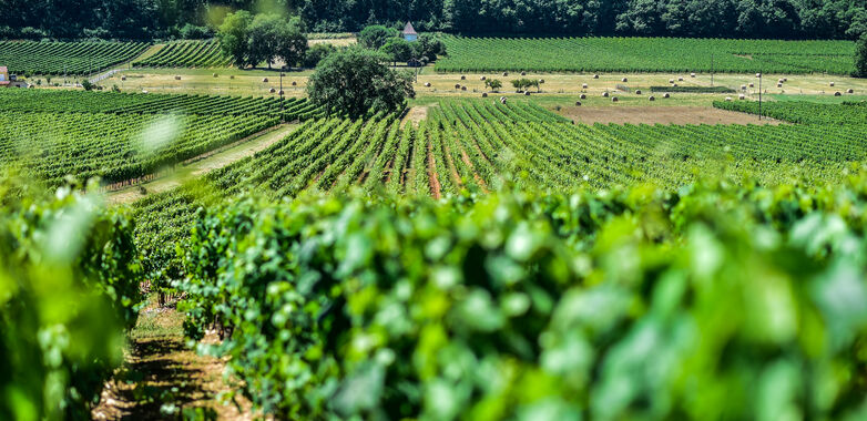 Les vignes du Clos Triguedina_08 © Lot Tourisme - C. ORY