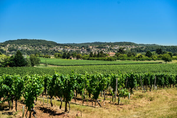 Les vignes du Clos Triguedina avec vue sur Puy L'Evêque_15 © Lot Tourisme - C. ORY