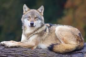 Loup