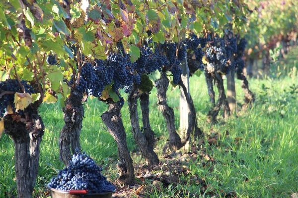 Malbec