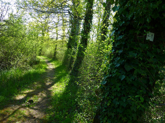 Marais de Bonnefont - Sentier sous les arbres © Lot Tourisme - C. Sanchez