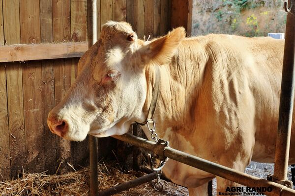 N°10 AGRI RANDO EN CORREZE VALLEE DE LA DORDOGNE - ESCAPADE FERMIERE