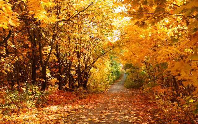 OT GOURDON - Automne Chataigniers foret