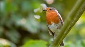 Oiseau du jardin