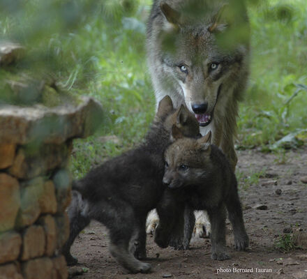 Parc-Animalier-Gramat-Loup