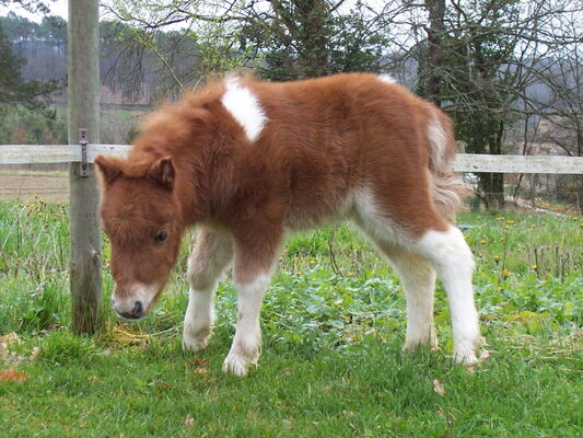 Petit poney