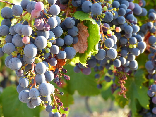 Photo raisins_Elliott Faure