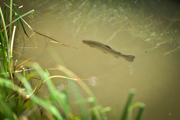 Pisciculture du Moulin de Guiral - Montredon_03 © Lot Tourisme - C. ORY