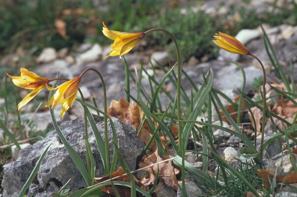 Plantes-et-Cie-T