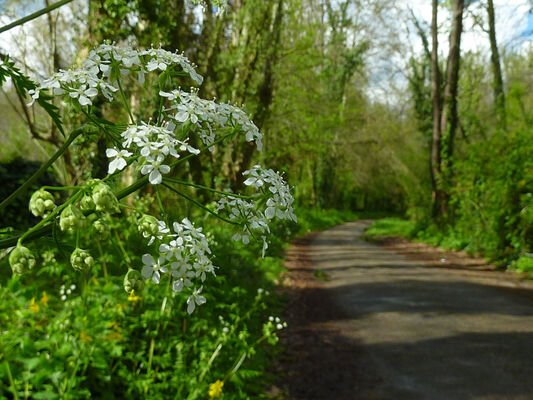 Pradines - Chemin en espace boisé © Lot Tourisme - C. Sanchez