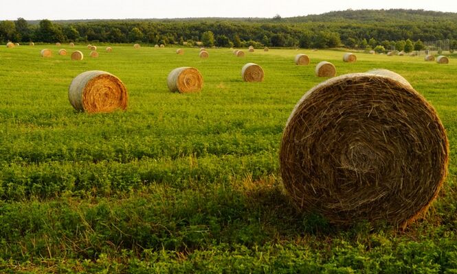 Prairies