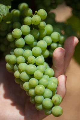 Raisins © Lot Tourisme - C. ORY