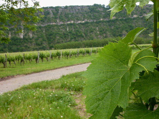 Régagnac - Balade au milieu des vignes_03 © Lot Tourisme - C. Sanchez