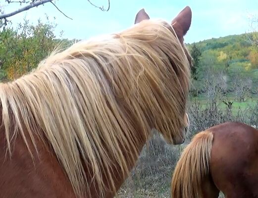 poney cheval équitation