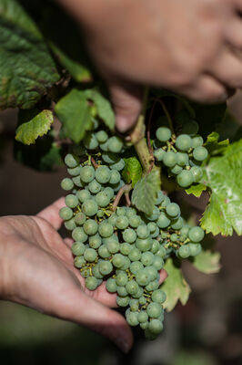 Travail de la vigne, CHâteau Fantou à Prayssac_06 © Lot Tourisme - C. ORY