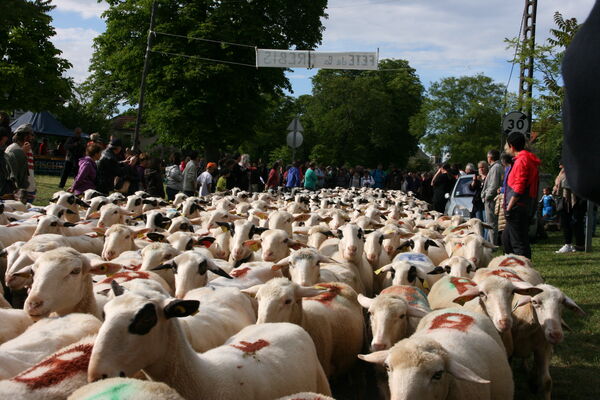 Transhumance