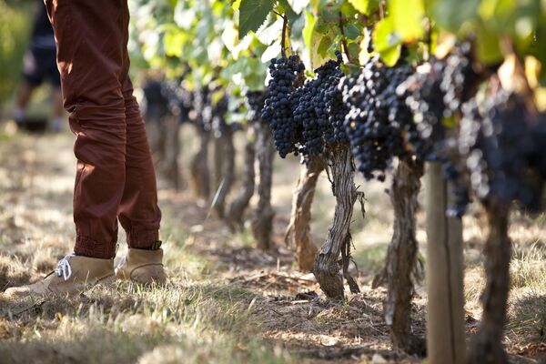 Vendanges16